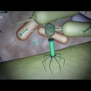 DOKU+ALTWISSEN+BAKTERIOPHAGEN+GESUNDHEITS-VIREN: Nano (3sat): Phagentherapie - Viren gegen Bakterien einsetzen! (DE 2016)