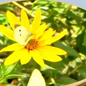 LIED+BALLADE+KITSCH+POSITIVE-POWER+DUO: Nina & Mike - Ich leb' im Traum (DE 1999) (I Have A Dream - German Version)