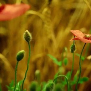 POP+ELECTRONICA+SYNTHIE: Air - All I Need (FR 1997)