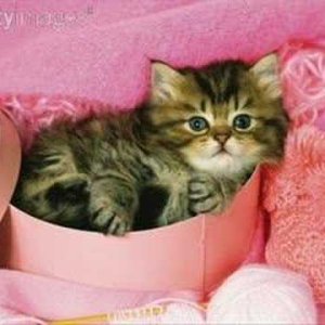 INSTRUMENTAL+HAPPY+KLASSIK+POP+EASY:  Arthur Fiedler & Boston Pops Orchestra - The Waltzing Cat (Leroy Anderson) (US 1962)