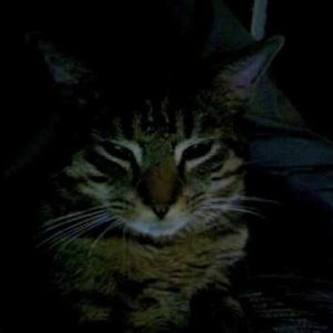 JAZZ+POP+BALLADE+LADY+FEMALE: Karen Mantler - My Cat Arnold (US 1990)