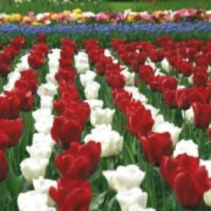 POP+FOLK+BEAT+SATIRE: The Humane Society - Tip-Toe Thru the Tulips (US 1967)