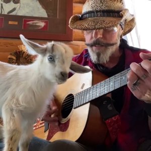 TIER+MENSCH+POP+SONGS+MUSIC+FOR+ANIMALS: Christopher Ameruoso - Josephine the Baby Goat enjoying Live Music (US 2021)