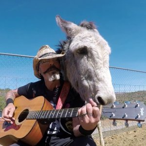 TIER+MENSCH+POP+SONGS+MUSIC+FOR+ANIMALS: Christopher Ameruoso - Donkey ''Hazel'' tells me She wants to hear Wild World (US 2021)