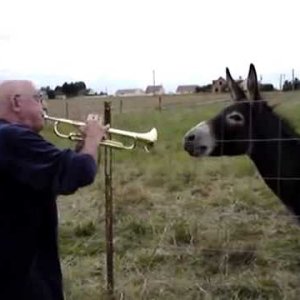 TIER+MENSCH+ESEL+TROMPETE+JAM+WITH+ANIMALS: Donkey singing to the Trumpet (ES 2010)