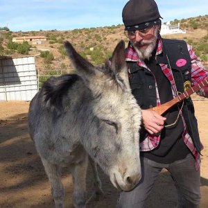 TIER+MENSCH+POP+SONGS+MUSIC+FOR+ANIMALS: Christopher Ameruoso - Donkey ''Hazel'' loves Beatles ''Norwegian Wood'' (US 2018)