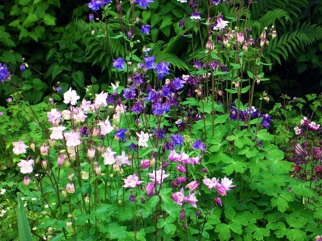 die schwestern akelei