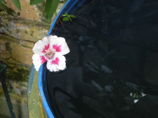 DSCN4483_1_aug_10 Einkehr