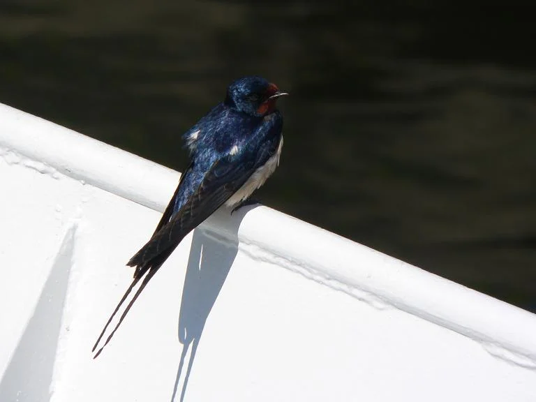 Eine Schwalbe macht noch keinen Sommer...