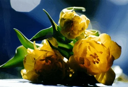 Gelbe Tulpen