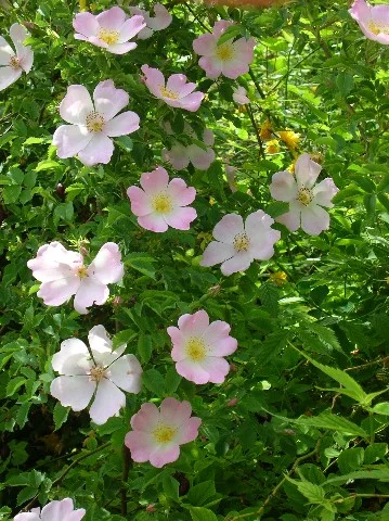 HUNDs(ordinre) heckenrose...ein traum!