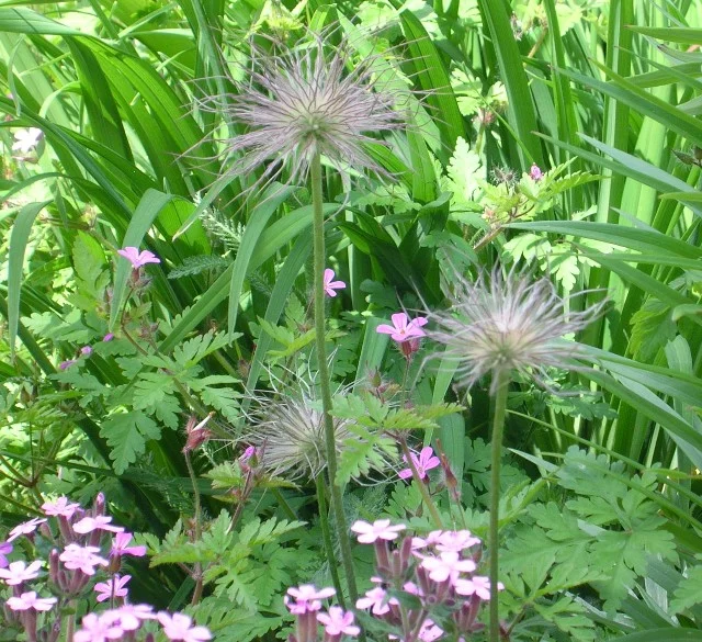 kuhschelle_1_Gro_e_Webansicht