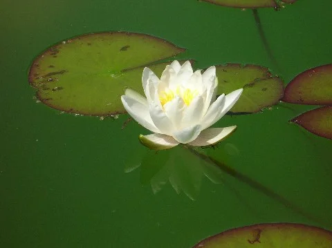 meine erste seerose im eigenen biotop