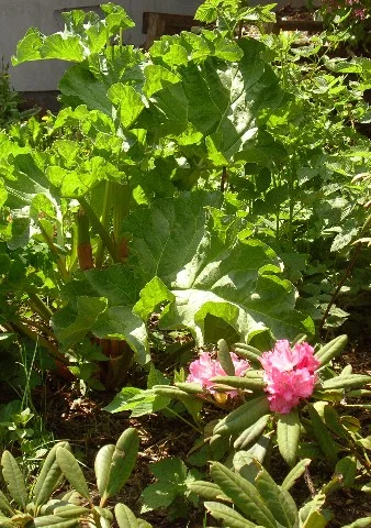 rhododendron und rhabarberblatt