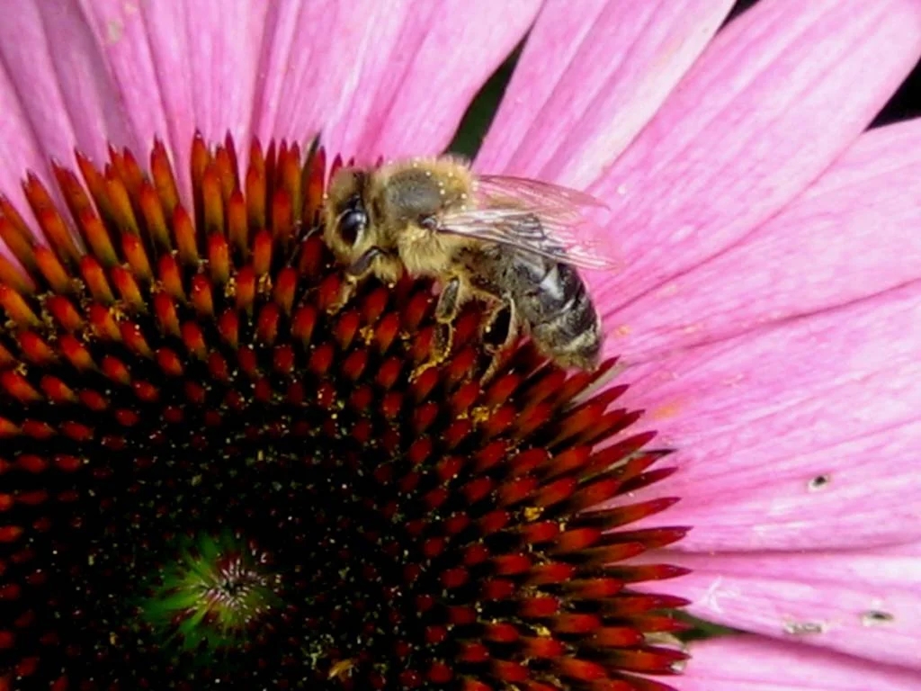 Roter Sonnenhut - oder Zwirbels Profilbild einmal grsser ;-)