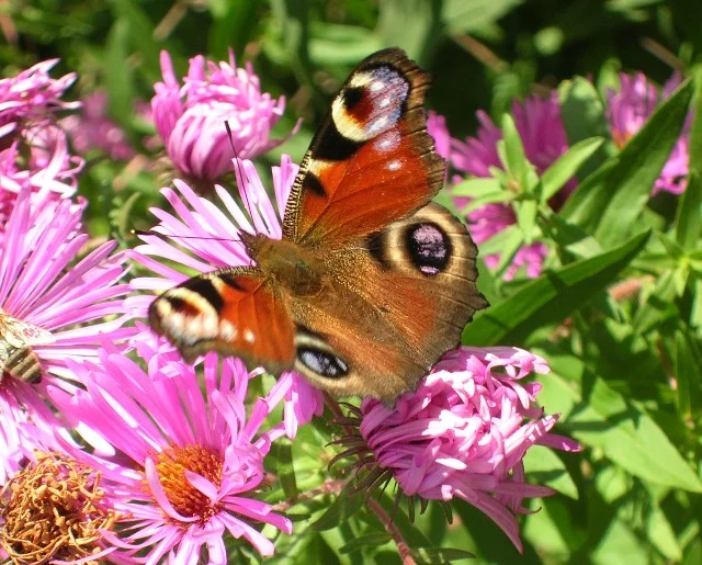 schmetterling_Gro_e_Webansicht