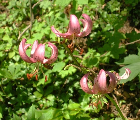 trkenbundlilie im wald (streng naturgeschtzt)