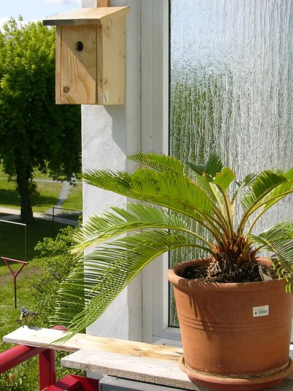 Untermieter am Balkon