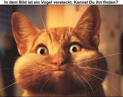 suchbild-katze.jpg