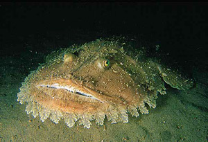 Lophius_budegassa.jpg