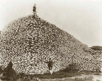 Buffalo%20skulls.jpg