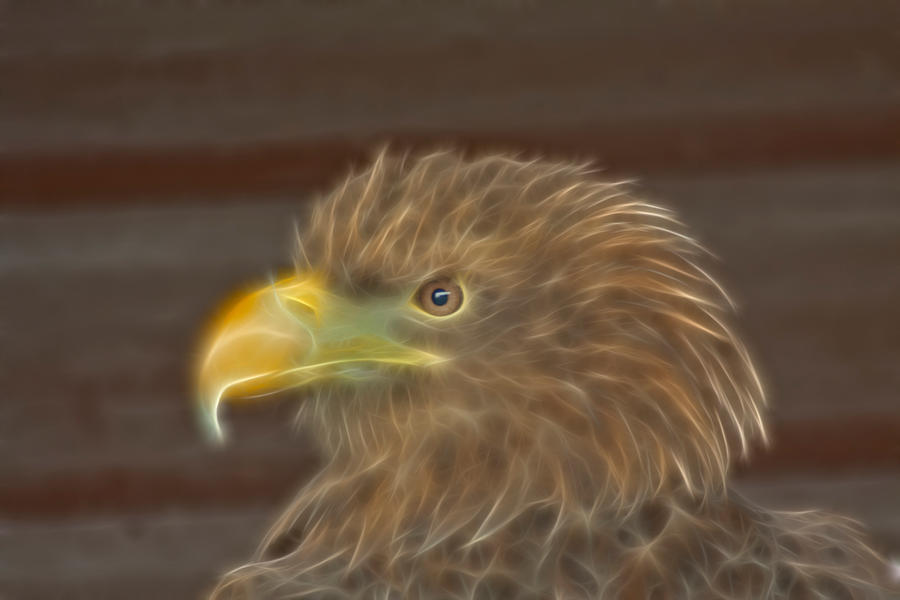 fractal_eagle_by_fuzzylogic_ica-d5d38ne.jpg