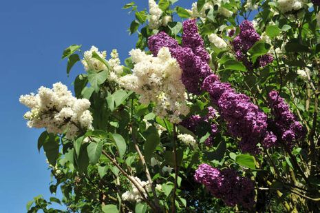 Syringa_vulgaris3.jpg