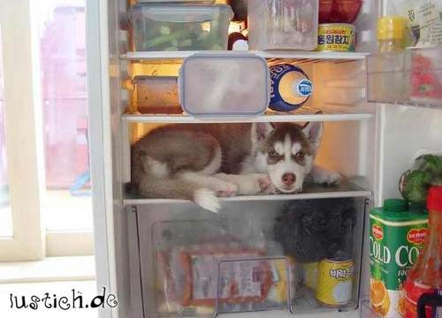 904-hund-im-kuehlschrank.jpg