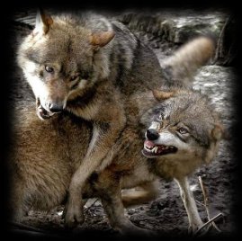 Wolfkampf.jpg