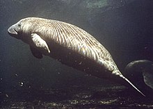 220px-Manatee_photo.jpg