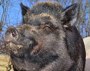 wildschwein-schwein-pixabay.jpg