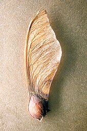 170px-Maple-seed.jpg