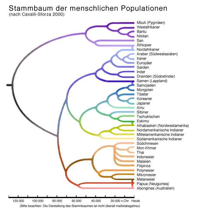 Menschlicher_Populationsstammbaum.png