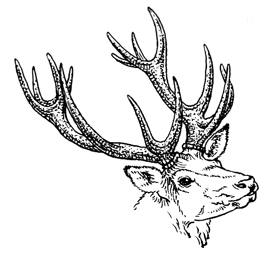 Antlers_%28PSF%29.png