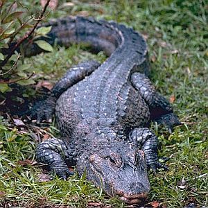 krokodil_crocodile.jpg