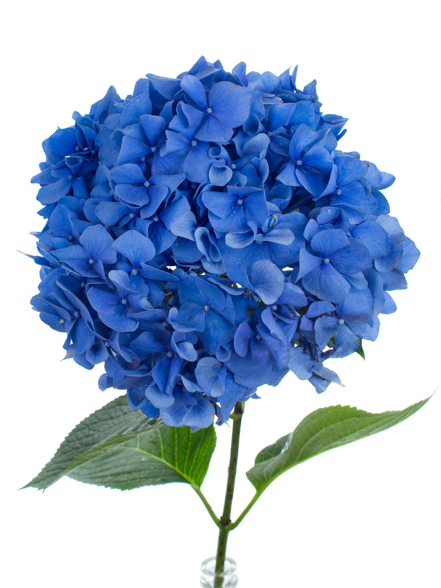 Hortensien-Pimpernel-blau-3.jpg