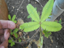 220px-Mimosa_Pudica.gif